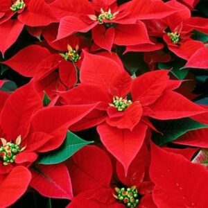 poinsettia
